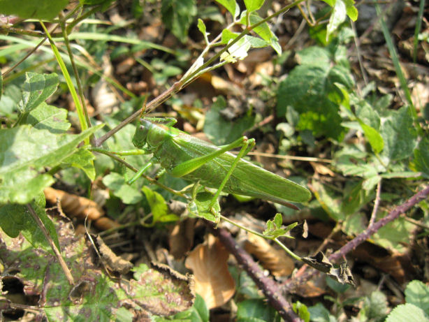 Ortotteri dell''alto Lario
